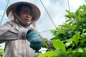 Nông dân kiếm tiền tỉ từ việc ghép mai kiểng cổ và bonsai