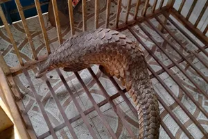 Phát hiện tê tê quý hiếm nặng 5 kg đi lạc vào nhà người dân