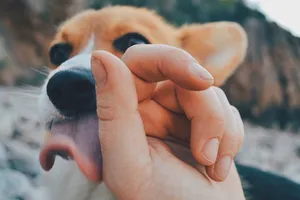 Người đàn ông tử vong sau khi chó nhà liếm vào vết thương