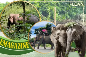 Tìm cách cứu voi nhà Đắk Lắk trước nguy cơ tuyệt chủng
