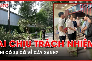 Từ vụ cây gãy đổ gây chết người ở Công viên Tao Đàn, ai chịu trách nhiệm khi có sự cố về cây xanh?