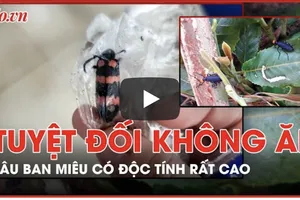 Ăn sâu ban miêu, một thanh niên ở Gia Lai được bác sĩ tích cực cứu chữa nhưng không qua khỏi