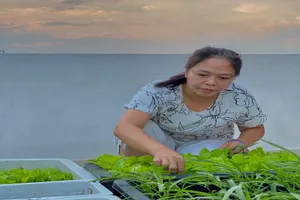 Mùa dịch, nhiều gia đình không lo thiếu rau nhờ ... sân thượng 