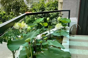 Ở nhà mùa dịch: Biến ban công thành đầm sen thơm ngát