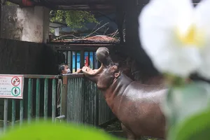 Những người '3 tại chỗ' tại Thảo Cầm Viên: Để động vật không bị đói