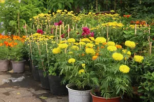 Sắp đến Tết 2022, đường phố TP.HCM rực rỡ sắc hoa