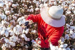 Thượng viện Mỹ thông qua luật cấm nhập khẩu sản phẩm từ Tân Cương