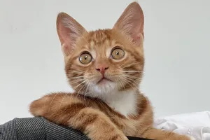 Thiếu thức ăn do phong tỏa ở Thượng Hải: Cho hàng xóm chơi với mèo nửa tiếng đổi... 3 quả cam