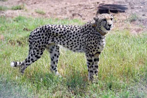 Một chú báo do Thủ tướng Ấn Độ Narendra Modi thả trong Công viên quốc gia Kuno, bang Madhya Pradesh (Ấn Độ) ngày 17-9. Ảnh: REUTERS 