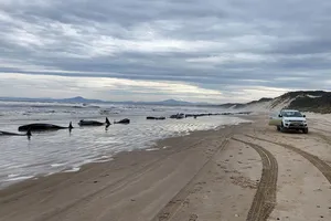 Hàng trăm con cá voi bị dạt vào bờ biển tại Cảng Macquarie, trên bờ biển phía tây của bang Tasmania (Úc). Ảnh: CNN 