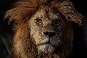 Tiết lộ lý do vua sư tử Bob Junior bị giết