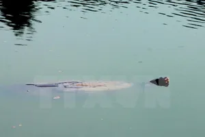 Xác cụ Rùa Hồ Gươm sẽ được đưa vào Bảo tàng Thiên nhiên Việt Nam