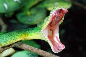 Bị rắn độc cắn, có được hưởng chế độ ốm đau? 