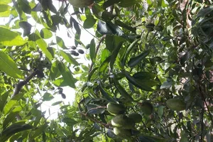 Kiện chia thừa kế, bao lâu mới hết quyền? 