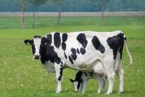 Quận 9 thất thoát 68 triệu đồng quỹ hỗ trợ cho vay nuôi bò sữa