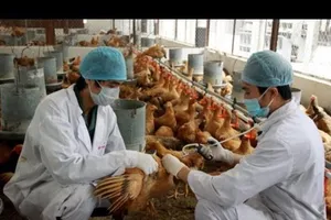 Thủ tướng chỉ đạo phòng, chống dịch cúm H5N1 