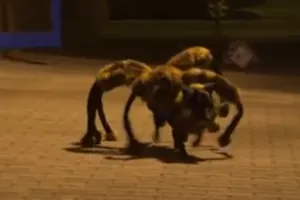 Clip vui “trò đùa mang tên Spider Dog“