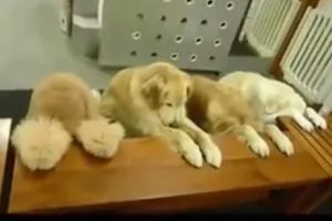 Clip những chú chó ăn xong tự dọn dẹp siêu dễ thương