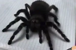 Clip vẽ chú nhện 3D như thật khiến bé gái hoảng sợ