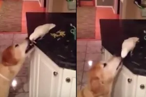 Clip: Chú chim mớm thức ăn cho chó 