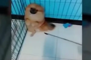 Clip chú chó sợ gián ngộ nghĩnh