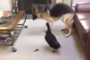 Clip: Vịt rượt đuổi chó chạy quanh nhà 