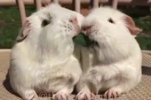  Đáng yêu với hai chú thỏ béo ú ăn chung cọng cỏ