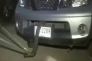 Clip: Kinh hoàng khi phát hiện rắn hổ mang trong xe ô tô