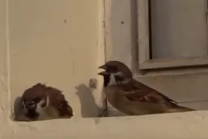 Clip: Cảm động chú chim loay hoay tìm chỗ trú cho bạn