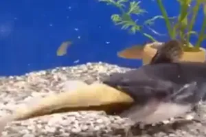 Ngộ nghĩnh xem cá bé nuốt gọn cá lớn