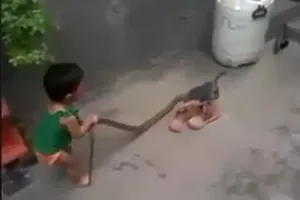 Rùng mình xem em bé tay không bắt rắn to