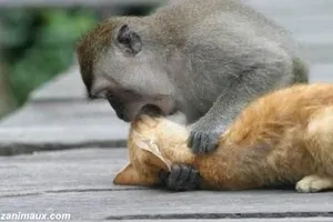 Khỉ ôm mèo hôn thắm thiết được xem nhiều nhất tuần qua