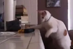 Clip: Những chú mèo phá hoại nhất quả đất