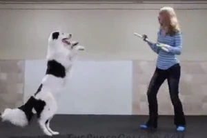 Chú chó nhảy cùng người đẹp vô cùng điêu luyện