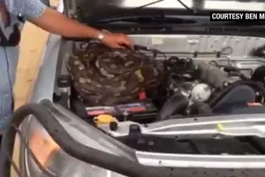Clip: Chú trăn khổng lồ nằm gọn trong khoang máy ô tô