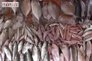 Mách bạn cách nhận biết cá biển có u rê, hàn the