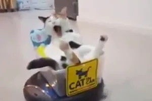 Chú mèo lười nằm phè phỡn trên robot hút bụi 