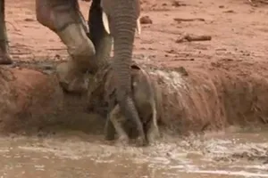 Pha giải cứu voi con khỏi vũng lầy của các chú voi