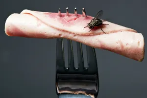 Điều gì xảy ra khi ruồi đậu vào thức ăn? 