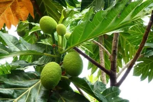 Xa kê giúp quản lý bệnh tiểu đường và hỗ trợ giảm cân