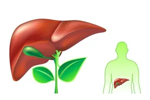 Những thực phẩm dễ tìm giúp mát gan, giải độc hiệu quả