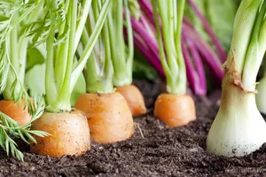 4 loại rau bổ dưỡng, phát triển nhanh dễ trồng trong vườn nhà