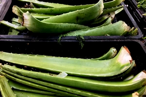 Những loại thảo mộc giúp chống đau khớp