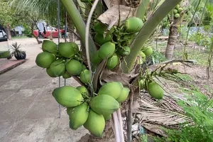 Danh sách thức uống giàu chất điện giải tốt cho sức khỏe