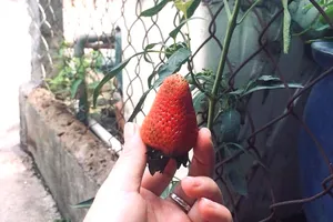 Thực phẩm tốt cho não bộ, tăng sự tập trung và giảm stress