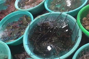 4 Mẹo đơn giản để tránh thiếu sắt