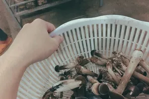 Loại siêu thực phẩm nhiều dinh dưỡng và không gây tăng cân