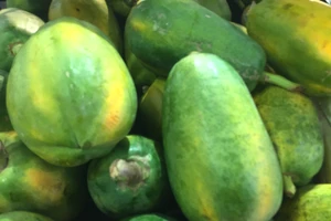 Ăn nhiều đu đủ có thể giúp giảm cân?