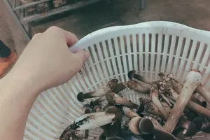 Nấm có thể bảo vệ chống lại ung thư tuyến tiền liệt