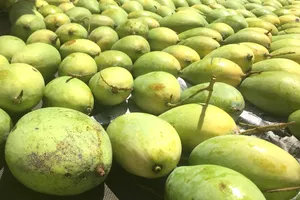 5 lý do tại sao bạn nên ăn xoài hàng ngày